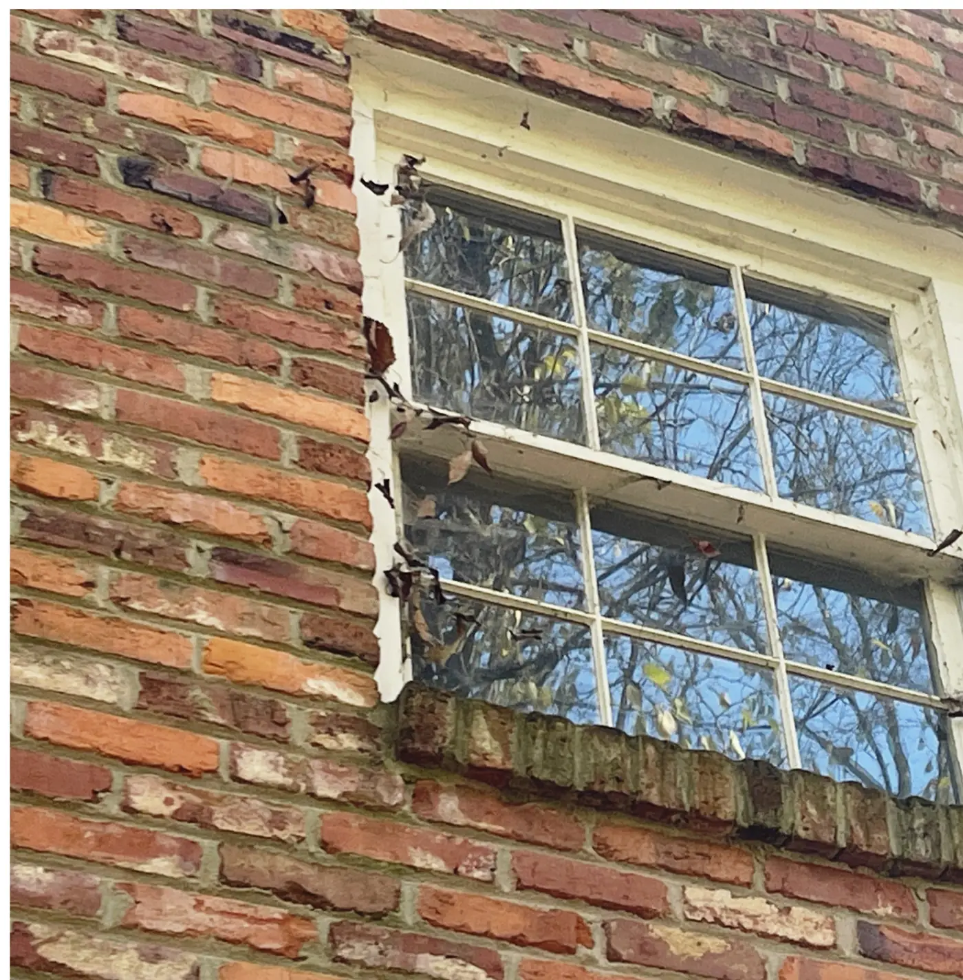 Before and After Window Cleaning - Nashville, TN (before)