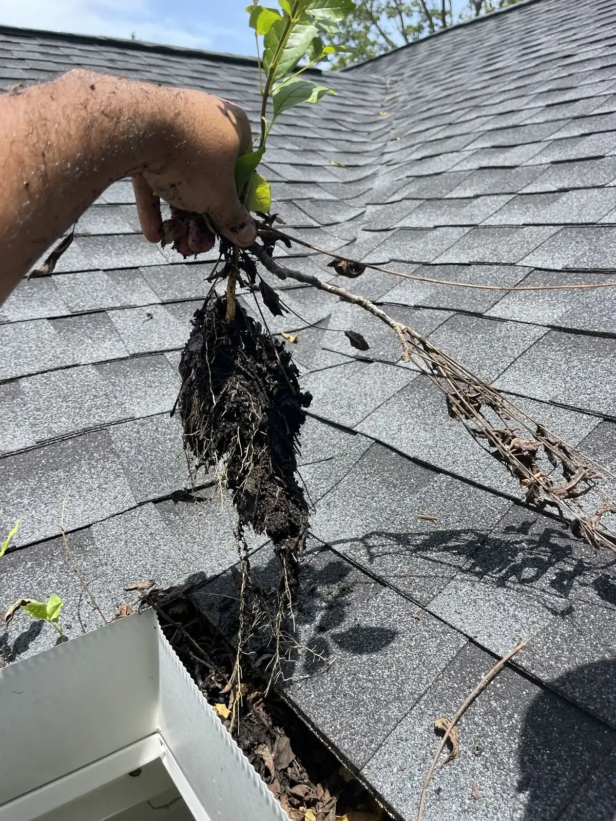 Debris pulled from a clogged gutter
